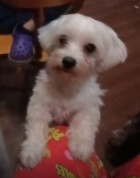 Lost Male Dog last seen 24ts street and hwy 3 by Dunbar Middle School in Dickinson tx, Dickinson, TX 77539