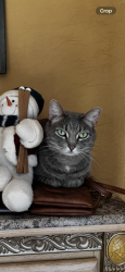 Reunited Female Cat last seen Erb Rd.near 151, Springdale, WI 53593