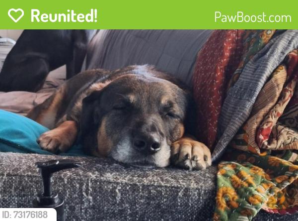 Reunited Female Dog last seen Elizabeth and Sheilds, Fort Collins, CO 80521