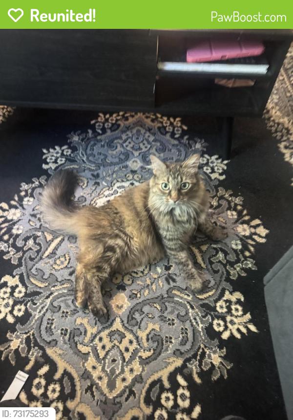 Reunited Female Cat last seen Alameda and Beachwood ave, Burbank, CA 91506
