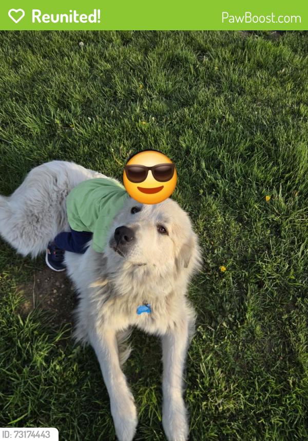 Reunited Male Dog last seen SE 142nd St and 196th ave se intersection, Renton, WA 98059