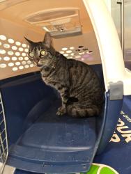 Found/Stray Female Cat last seen Spring valley area email me, Spring Valley, CA 91941