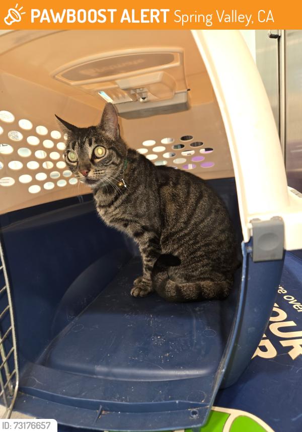Found/Stray Female Cat last seen Spring valley area email me, Spring Valley, CA 91941