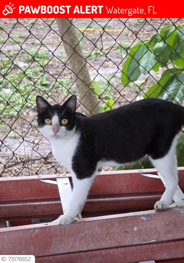 Lost Male Cat last seen Tradewinds and Winding creek lane, Watergate, FL 33428