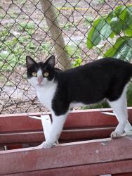 Lost Male Cat last seen Tradewinds and Winding creek lane, Watergate, FL 33428