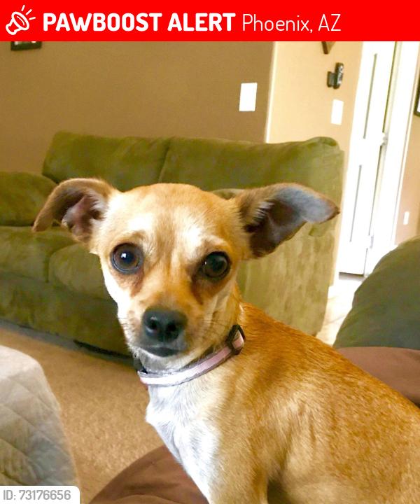 Lost Female Dog last seen 17th st and Indian School rd, Phoenix, AZ 85016