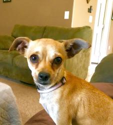 Lost Female Dog last seen 17th st and Indian School rd, Phoenix, AZ 85016