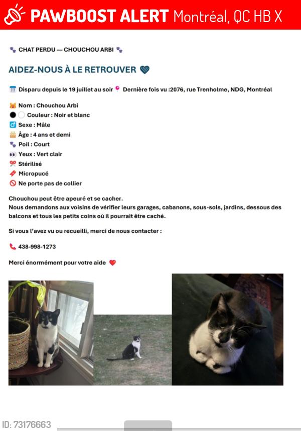 Lost Male Cat last seen Av trenholme, Montréal, QC H4B 1X2