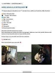 Lost Male Cat last seen Av trenholme, Montréal, QC H4B 1X2