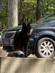 Reunited Unknown Dog last seen Hickory Pl and Raintree Trace, Oakwood, GA 30566