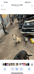 Reunited Male Dog last seen Near Lyons rd, Austin, TX 78702