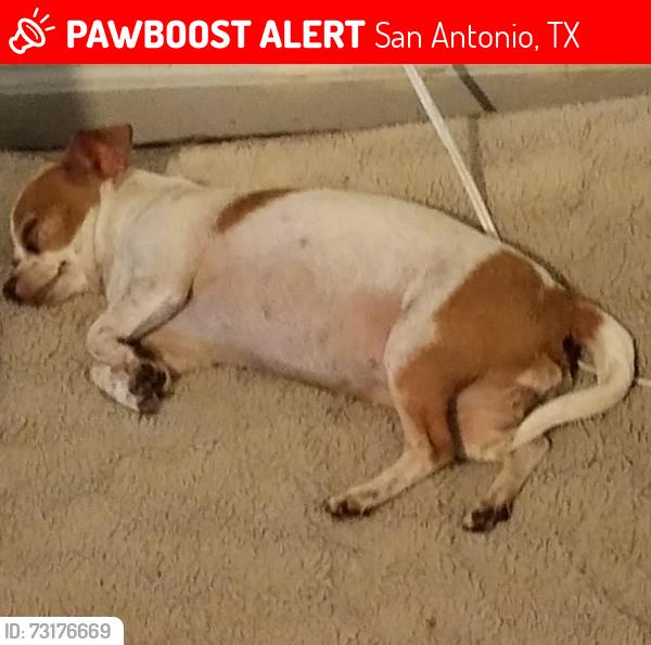 Lost Female Dog last seen Castle rose, San Antonio, TX 78218