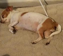Lost Female Dog last seen Castle rose, San Antonio, TX 78218