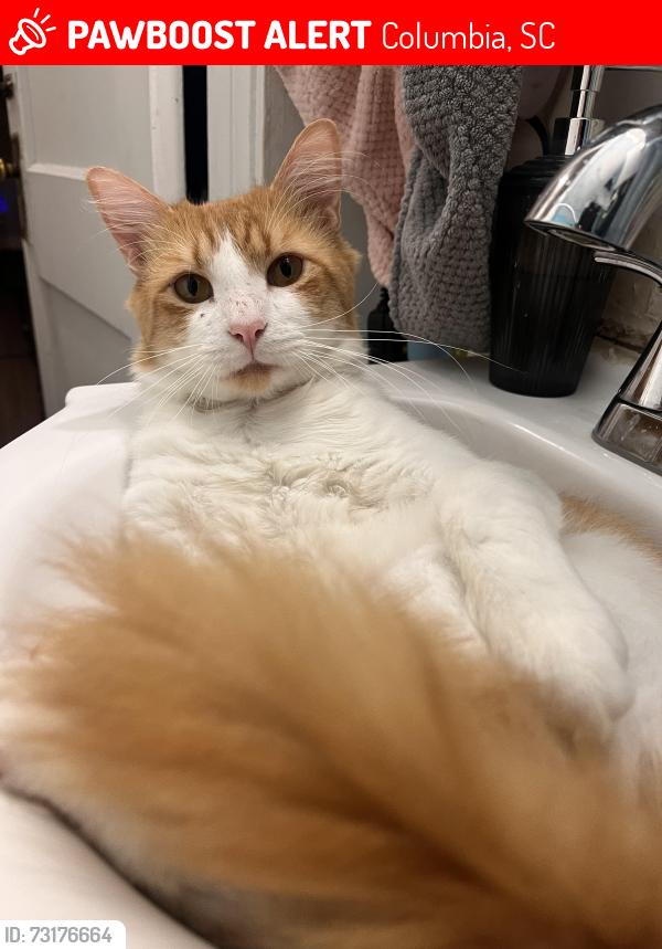 Lost Male Cat last seen Dreher St and S Marion, Columbia, SC 29205