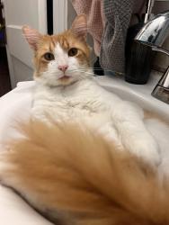 Lost Male Cat last seen Dreher St and S Marion, Columbia, SC 29205