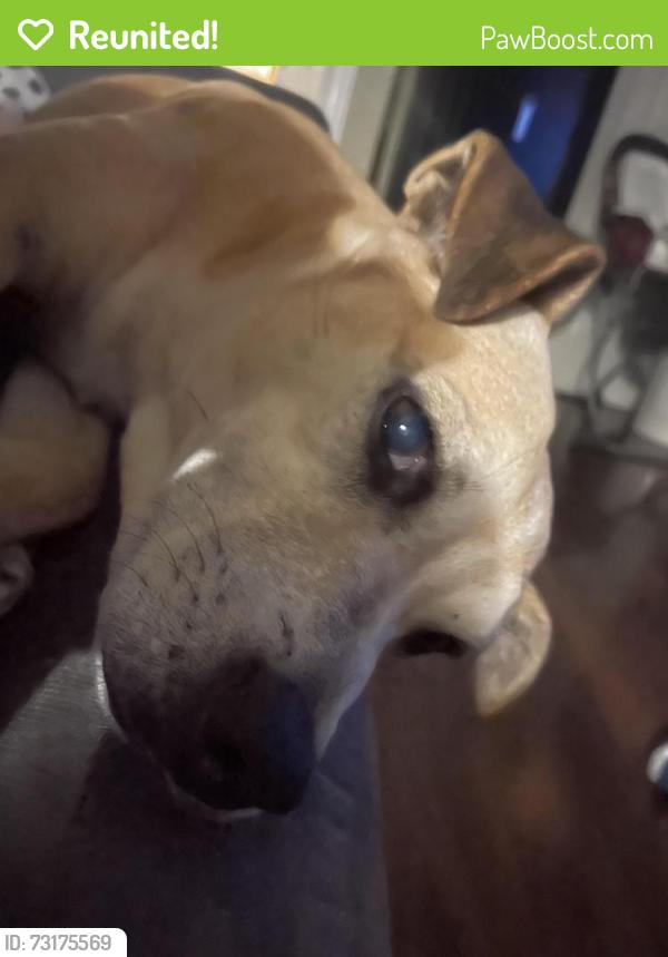 Reunited Female Dog last seen Tanyard, Greenville, SC 29609