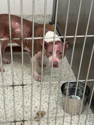 Shelter Stray Female Dog last seen Near Fulton Industrial Blvd SW, Atlanta, GA, 1251 Fulton Industrial Blvd NW, Atlanta, GA 30336, USA