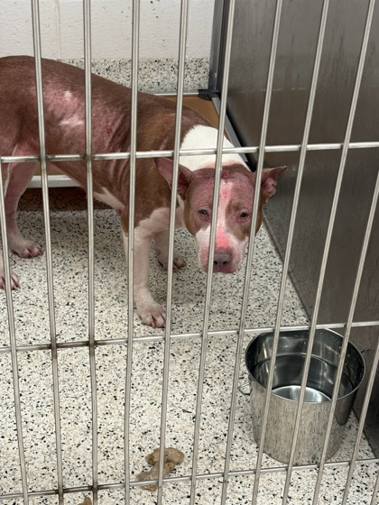 Shelter Stray Female Dog last seen Near Fulton Industrial Blvd SW, Atlanta, GA, 1251 Fulton Industrial Blvd NW, Atlanta, GA 30336, USA