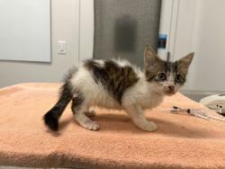 Shelter Stray Male Cat last seen Near E 63rd St, KCMO, 64129, 64129, MO, 7077 Elmwood Ave, Kansas City, MO 64132, USA