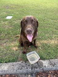 Found/Stray Unknown Dog last seen Near haynes meadow trail, Grayson, GA 30017