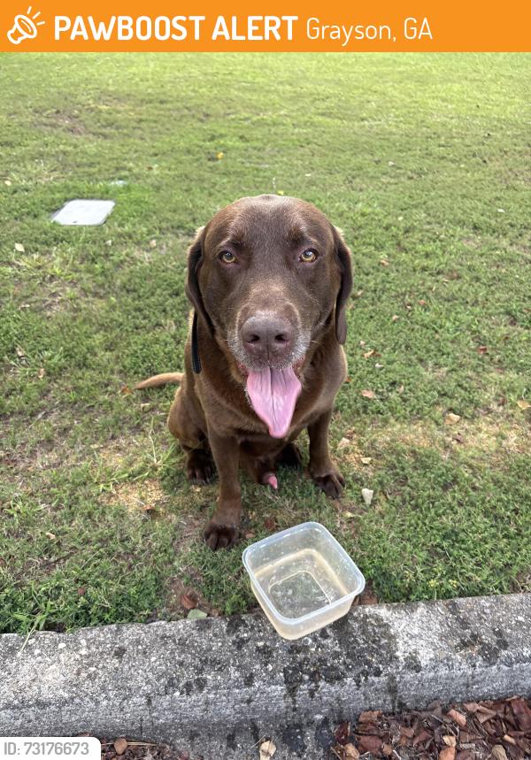 Found/Stray Unknown Dog last seen Near haynes meadow trail, Grayson, GA 30017