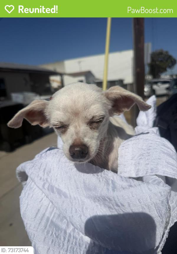 Reunited Female Dog last seen Near W 142nd St, Hawthorne, CA 90250