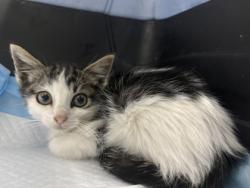 Shelter Stray Female Cat last seen 59th ave, Oakland, CA, 1101 29th Ave, Oakland, CA 94601, USA