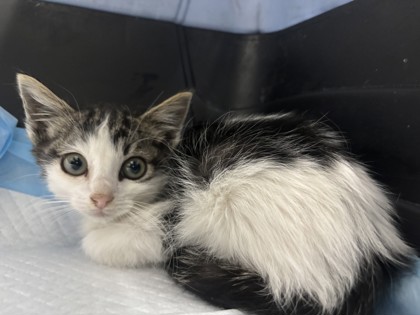 Shelter Stray Female Cat last seen 59th ave, Oakland, CA, 1101 29th Ave, Oakland, CA 94601, USA