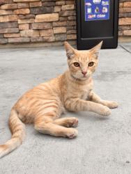 Lost Male Cat last seen 4th av, Chula Vista, CA 91911