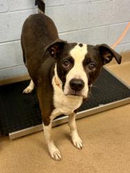 Shelter Stray Male Dog last seen Near Candler Rd, 30034, GA, 3280 Chamblee Dunwoody Rd, Chamblee, GA 30341, USA