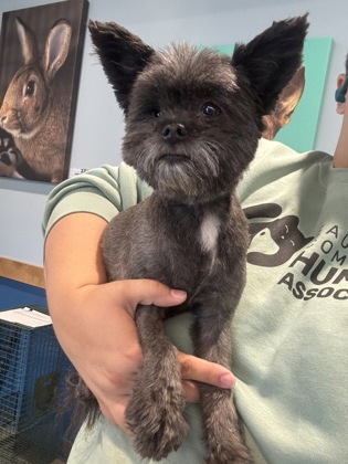 Shelter Stray Female Dog last seen Near Shellomie Rd, Town of Washington, WI, 3900 Old Town Hall Rd, Eau Claire, WI 54701, USA