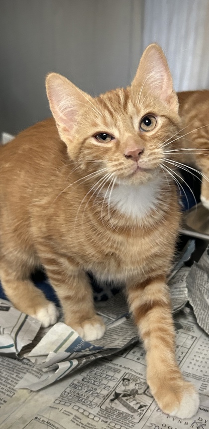 Shelter Stray Male Cat last seen Near Freda Ct, Hampton, VA, 5843 Jefferson Ave, Newport News, VA 23605, USA