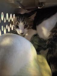 Shelter Stray Female Cat last seen Near COCONUT TREE LN, EL PASO, TX, 79915, CITY of El Paso, TX, 5001 Fred Wilson Ave, El Paso, TX 79906, USA
