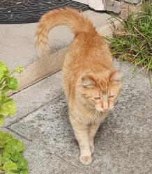 Found/Stray Unknown Cat last seen Wayne ave, San Jose, CA 95131
