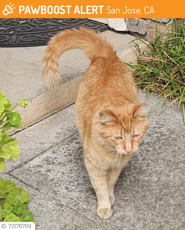 Found/Stray Unknown Cat last seen Wayne ave, San Jose, CA 95131
