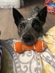 Reunited Male Dog last seen Near Renoir Dr, Little Elm, TX 75068, USA, Little Elm, TX 75068
