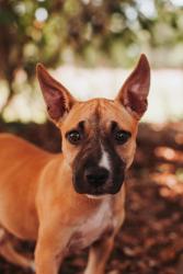 Shelter Stray Female Dog last seen Near University Boulevard, North Charleston, SC, 2455 Remount Rd, North Charleston, SC 29406, USA