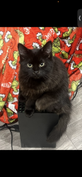 Reunited Female Cat last seen golossop road, London, England CR2 0PL