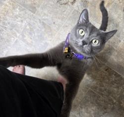 Reunited Male Cat last seen Main and bodwell, Hartford, CT 06114