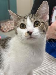 Shelter Stray Female Cat last seen Near Keystone Crossing Ste 4A, Westfield City, IN, 10501 Hague Rd, Fishers, IN 46038, USA