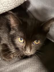 Shelter Stray Male Cat last seen 225th and Cummack, Hamilton County, IN, 10501 Hague Rd, Fishers, IN 46038, USA
