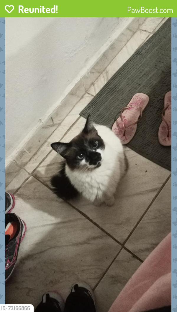 Reunited Male Cat last seen Travessa da engenheiro Caetano alvares, Parque Peruche, SP 02532-012