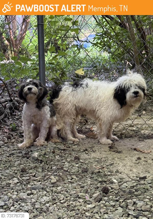 Found/Stray Unknown Dog last seen Near the fence in the right of the building, Memphis, TN 38112
