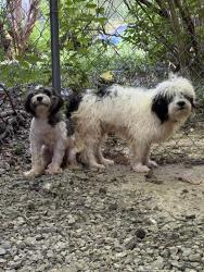 Found/Stray Unknown Dog last seen Near the fence in the right of the building, Memphis, TN 38112
