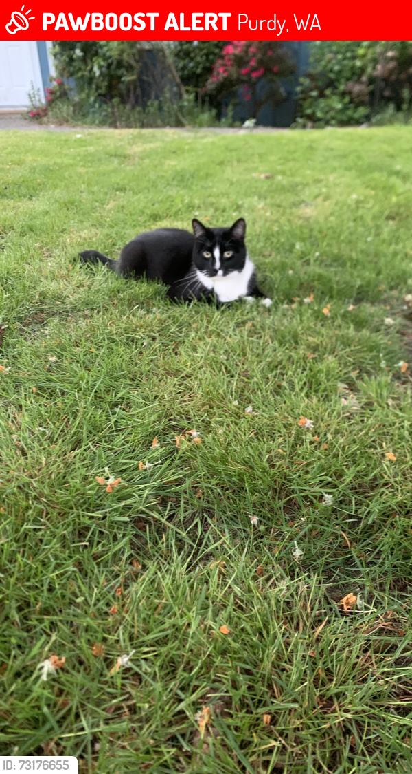 Lost Male Cat last seen Around Purdy, Purdy, WA 98332