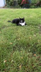Lost Male Cat last seen Around Purdy, Purdy, WA 98332