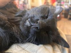 Reunited Female Cat last seen 23rd avenue 37th st 34th st 17th ave, Evans, CO 80620
