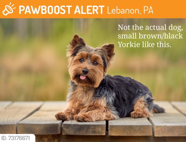 Found/Stray Unknown Dog last seen Laurel/Kathleen/Reinholds St., has been running around the area all day, Lebanon, PA 17046