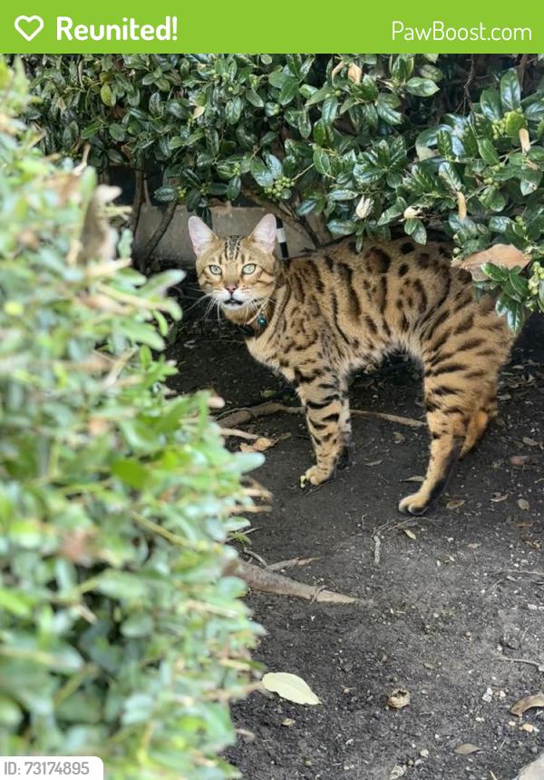 Reunited Unknown Cat last seen Colborne Dr, Frisco, TX 75033, USA, Frisco, TX 75033