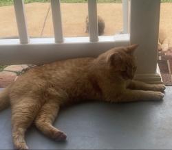Reunited Male Cat last seen Hwy 9 and 292 near Victoria dr, Inman, SC 29349